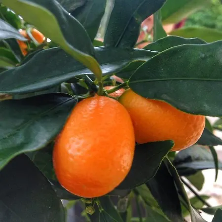 Semesterbostad Novi Green *